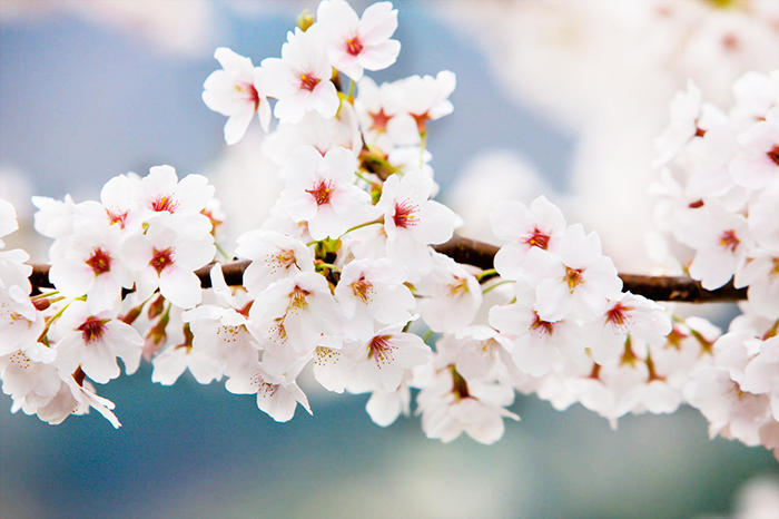 เที่ยวเกาหลี ช่วงสงกรานต์ ชมเทศกาล Cherry Blossom